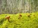 fungi167