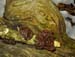 fungi169
