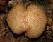 fungi170
