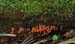 fungi172