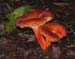 fungi173