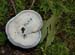 fungi174