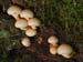 fungi175