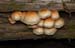 fungi177