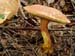 fungi179