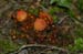 fungi180