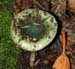 fungi181