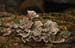fungi182