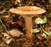 fungi183