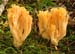 fungi184