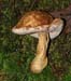 fungi185
