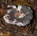 fungi186