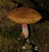fungi189