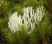 fungi190