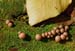 fungi191