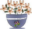 flowers pot