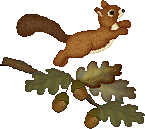 Squirrel