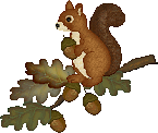 squirrel