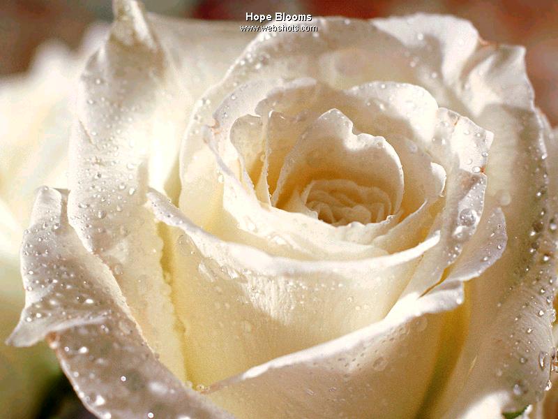 Rose for You