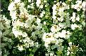 Phlox
