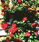 Simplicity Rose