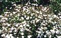 Alpine Catchfly