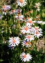 Aster-Goliath Alpine
