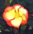 Begonia