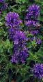 Dwarf Clustered Bellflower