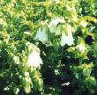 Bellflower