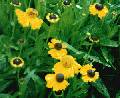 Bigelow Sneezeweed