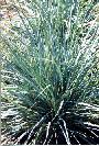 Blue Wheat grass