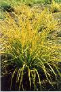 Bowels Golden Grass
