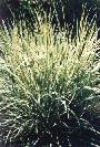 Bulbous Oat Grass