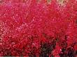 Coral Bells