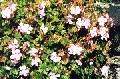 Cranesbill or Hardy Geranium