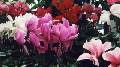 Cyclamen