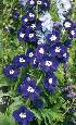Delphinium