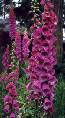 Digitalis