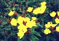 Evening Primrose