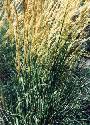 Feather Reed Grass