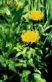 Globe Centaurea