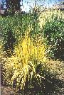 Golden Foxtail Grass
