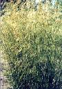 Gold Dust Tufted Hair Grass