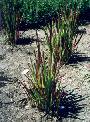 Japenese Blood Grass
