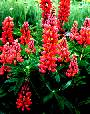 Lupine
