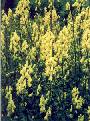 Monkshood