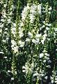 Obedient Plant