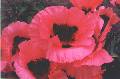 Oriental Poppy