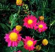 Painted Daisy Pyrethrum